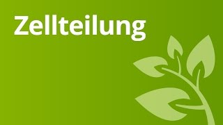 Zellteilung  Biologie  Biologie der Zellen [upl. by Frear]