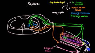 Clinical neuroanatomy of the deep tendon reflexes [upl. by Aicats]