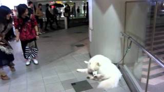 サモエド クローカ「帰らないんだ！」（samoyed kloka） [upl. by Anilocin]