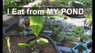 Edible Pond plants Water Celery Food To Grow in Fish Ponds [upl. by Airam]