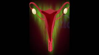 Menstrual Cycle or Period 3D Animation [upl. by Neztnaj]