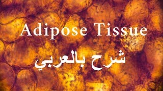 Histology  Adipose Tissue  شرح عربي [upl. by Leirua]