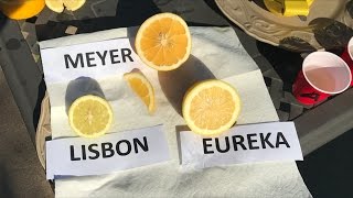 Meyer vs Eureka vs Lisbon  TASTE TEST  80 Of People Prefer The  Lemon [upl. by Pelaga]