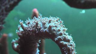 acropora formosa [upl. by Torrell]