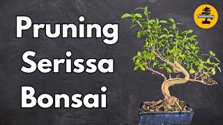 Serissa Bonsai  Pruning amp Health Check [upl. by Atik]