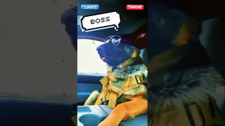 German Shepherd Meet the Boss 😎🦴👑 dog doglover k9 [upl. by Bomke548]