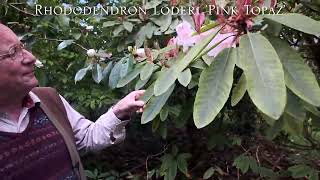 Rhododendron loderi at Caerhays [upl. by Buiron]