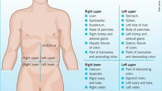 How to Divide the Abdomen 9 Regions  Anatomy [upl. by Nirro]