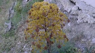 Ferula communis tossica medicinal plant [upl. by Pampuch39]