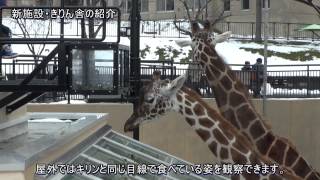 【旭山動物園】 新施設・きりん舎の紹介2013年12月17日撮影 [upl. by Buckley]