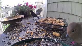 Red Winged Blackbird stops in again [upl. by Candyce]