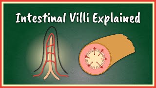 The Intestinal Villi Explained  Absorption [upl. by Digirb]