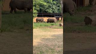 Double horn rhino 🦏 zoo mysorezoo animals [upl. by Llertnad]