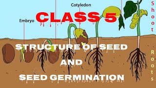 Structure of Seed and Parts of a Seed  Seed Germination  Baby Plant  Science boardexam [upl. by Nevin]