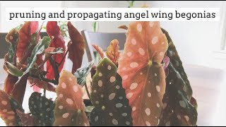 how to prune and propagate angel wing begonias [upl. by Ovida]