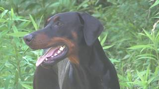 Dobermann heute neben der Spur [upl. by Hen]