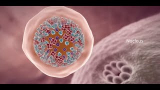 COVID19 Animation What Happens If You Get Coronavirus [upl. by Meadow240]