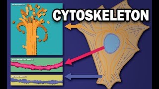 THE CYTOSKELETON  MICROTUBULES INTERMEDIATE FILAMENTS MICROFILAMENTS [upl. by Eboh]