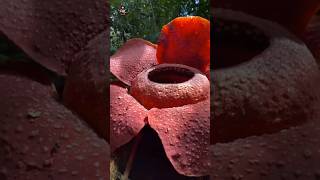 Why Is Rafflesia Flower Special [upl. by Aseiram761]