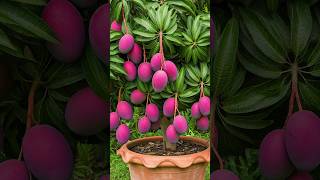 🌿Can You Really Grow Mango Tree at Home mango gardening [upl. by Wrightson]