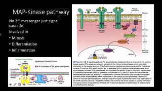 Mitogens pathway and response [upl. by Eidoow]