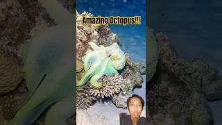 Watch This Giant Octopus Camouflage Instantly Amazing Octopus [upl. by Felecia]