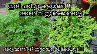 Baby Tears Plant Care And TipsPilea MicrophyllaArtillery PlantEverything To Know About [upl. by Kapoor]