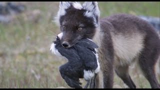 Fox Feasts on Baby Guillemots  Natures Great Events  BBC [upl. by Laughlin]