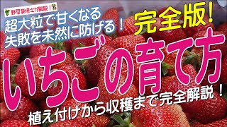 いちごの上手な育て方（苗の植え付けから収穫までを完全解説）苺栽培のコツとポイントが分かる！ [upl. by Morgen]