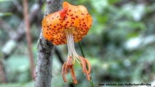 Carolina Lily and Turks Cap Lily [upl. by Alegnasor]