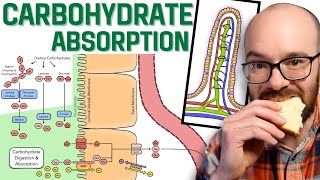 Carbohydrate Absorption [upl. by Ettenna]