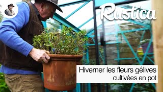 Protéger lostéospermum et le pétunia en hiver [upl. by Habas]