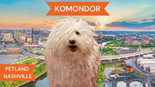 Komondor Breed Highlights [upl. by Faythe]