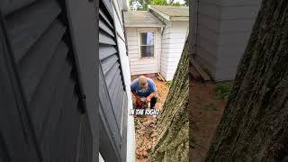 Cutting down a dangerous 200yearold tree treefelling logging arborist [upl. by Toscano]