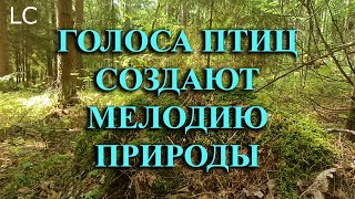 Сокровище природы которое можно слушать часами музыкадлясна [upl. by Plunkett]