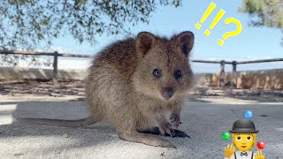 Quokkas react to Juggling [upl. by Wittenburg]