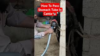 How To Pass Stomach Tube In Cattle🐄 Dr Hafiz Nadeem Ur Rehman vet viral shortsfeed [upl. by Salvadore120]