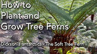 Tree Fern Care  Planting Dicksonia Antarctica  PLUS Watering Fertilizer and General Care [upl. by Isaiah]