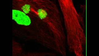 Cell Division with Missing Centrioles [upl. by Ori90]