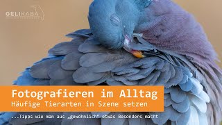 Fotografieren im Alltag  Häufige Tiertarten gekonnt in Szene setzen Tipps und Inspirationen [upl. by Noyk85]