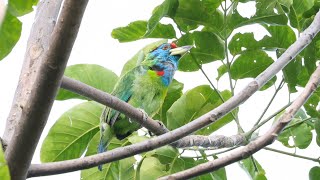 Blue Throated Barbet  Darjeeling [upl. by Goldia]