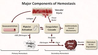 Hemostasis Lesson 1  An Introduction [upl. by Rafiq]