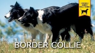 BORDER COLLIE trailer documentario [upl. by Ainessej]