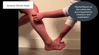 Fibular head muscle energy treatment [upl. by Maddi]