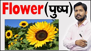 फूल के भाग  Parts of Flower  Structure of a Flower  Function of Flower  Botany [upl. by Adehsar408]