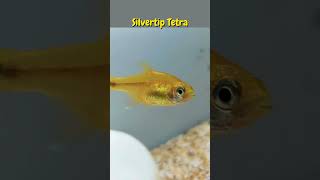 Silvertip Tetra [upl. by Malissia]