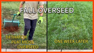 Fall Lawn Overseed  Dethatch Peat Moss  One Week Results [upl. by Asela]