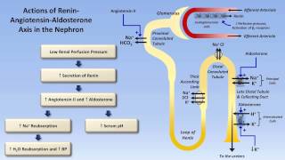 Sodium and Potassium Metabolism Renin Angiotensin Aldosterone and ADH [upl. by Paine]