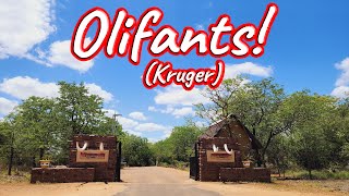 S1 – Ep 431 – Olifants Rest Camp [upl. by Badger862]