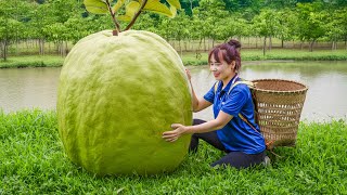 Harvest Giant Guava Enjoying Enormous Guava Goodness  Goes to market sell [upl. by Enorej812]